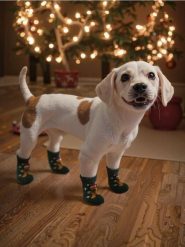 Skarpetki dla psa z motywem świątecznym - zielony. Zielone skarpetki damskie Sinsay, bez wzorów. Za 9.99 zł.